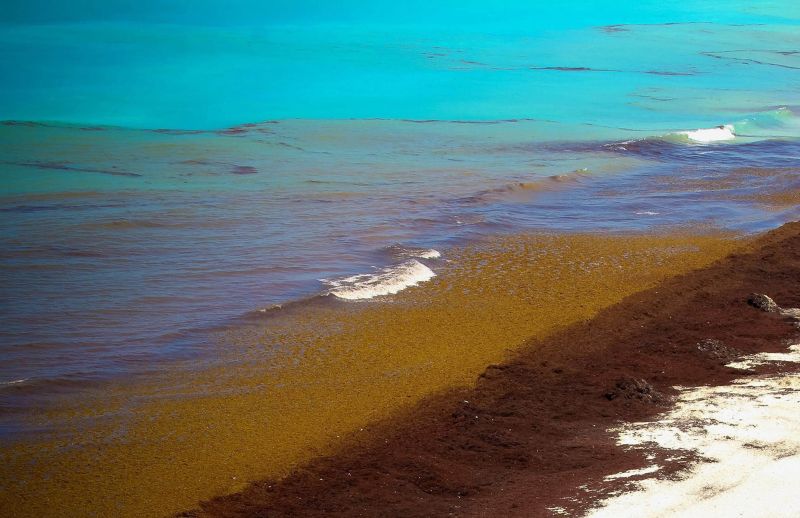 Cómo valorizar el sargazo en las playas de El Caribe